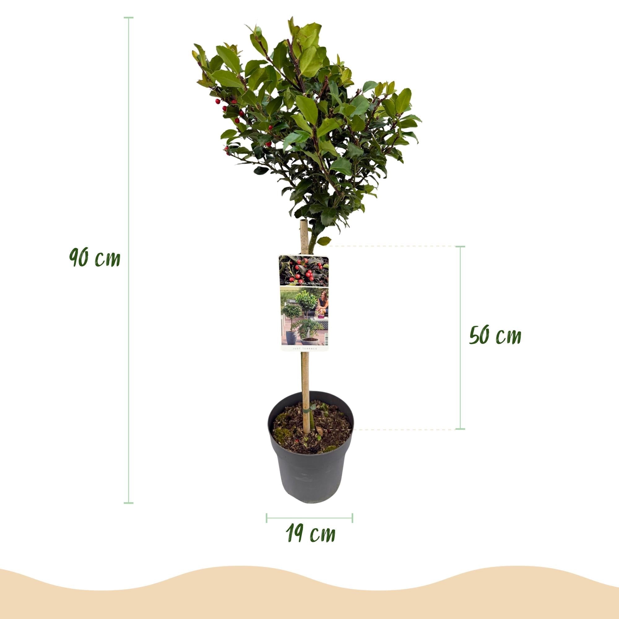 Ilex meserveae 'Blue Maid' – Immergrüne Stamm – Pflanze – Ø19cm – Höhe ca. 90cm – Terrassenpflanze & Gartenpflanze – Pflegeleicht & wetterfest – Plant