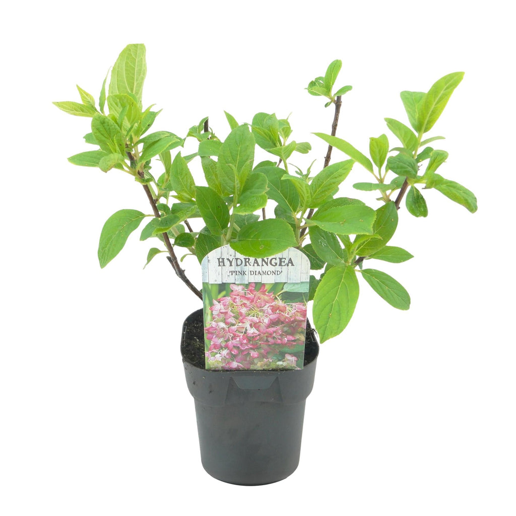 Rispenhortensie – Hydrangea panniculata Pink Diamond – Blüte Weiß – Rosa – Laubabwerfend – Große Blüten – 17cm – Höhe ca. 50cm – Plant