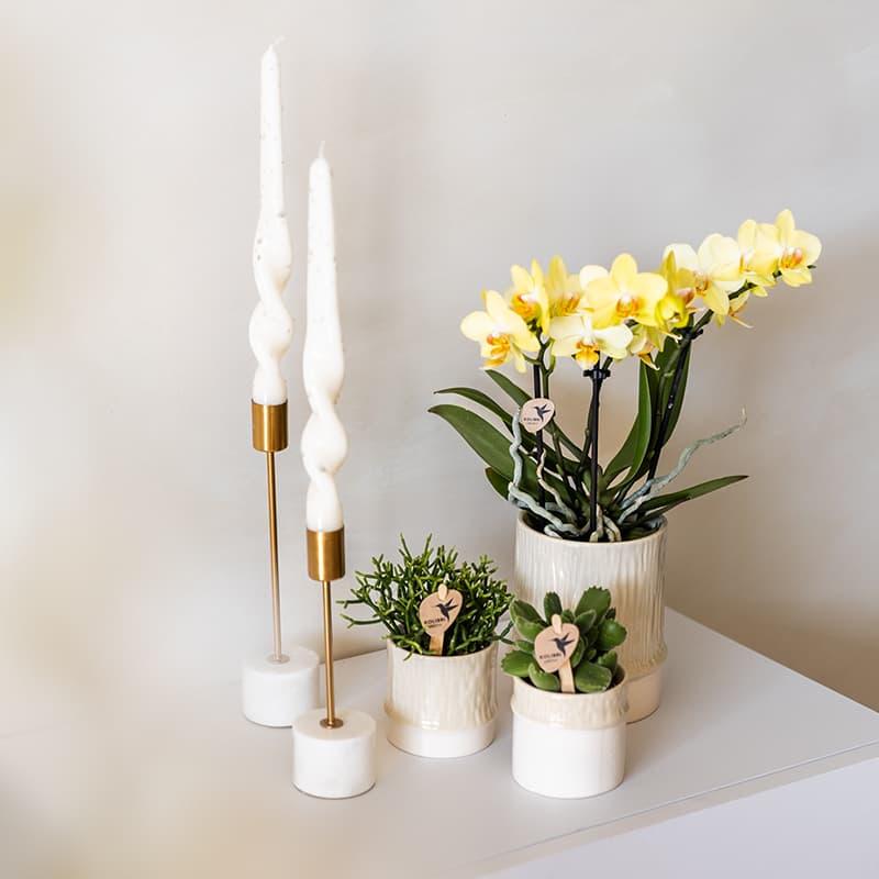 Bamboo Übertopf Travertine – Blumentopf Ø9cm – Naturfarbener Pflanztopf mit Bambusstruktur – Moderner Übertopf für Orchideen Zimmerpflanzen & Deko – Pot