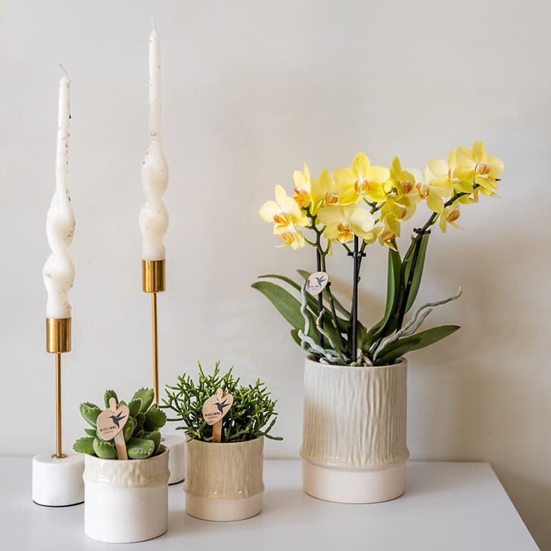 Bamboo Übertopf Travertine – Mini Blumentopf Ø6cm – Naturfarbener Pflanztopf mit Bambusstruktur – Kleiner Übertopf für Orchideen Sukkulenten & Deko – Pot