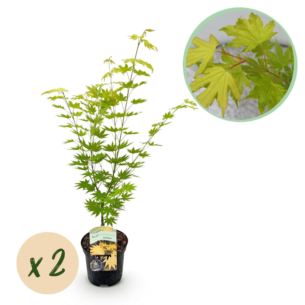 Japanischer Ahorn – Acer palmatum 'Jordan' – 2 Pflanzen – ca. 70cm hoch – Ø19cm – leuchtend gelbe Blätter – Balkon – & Gartenpflanze – Plant