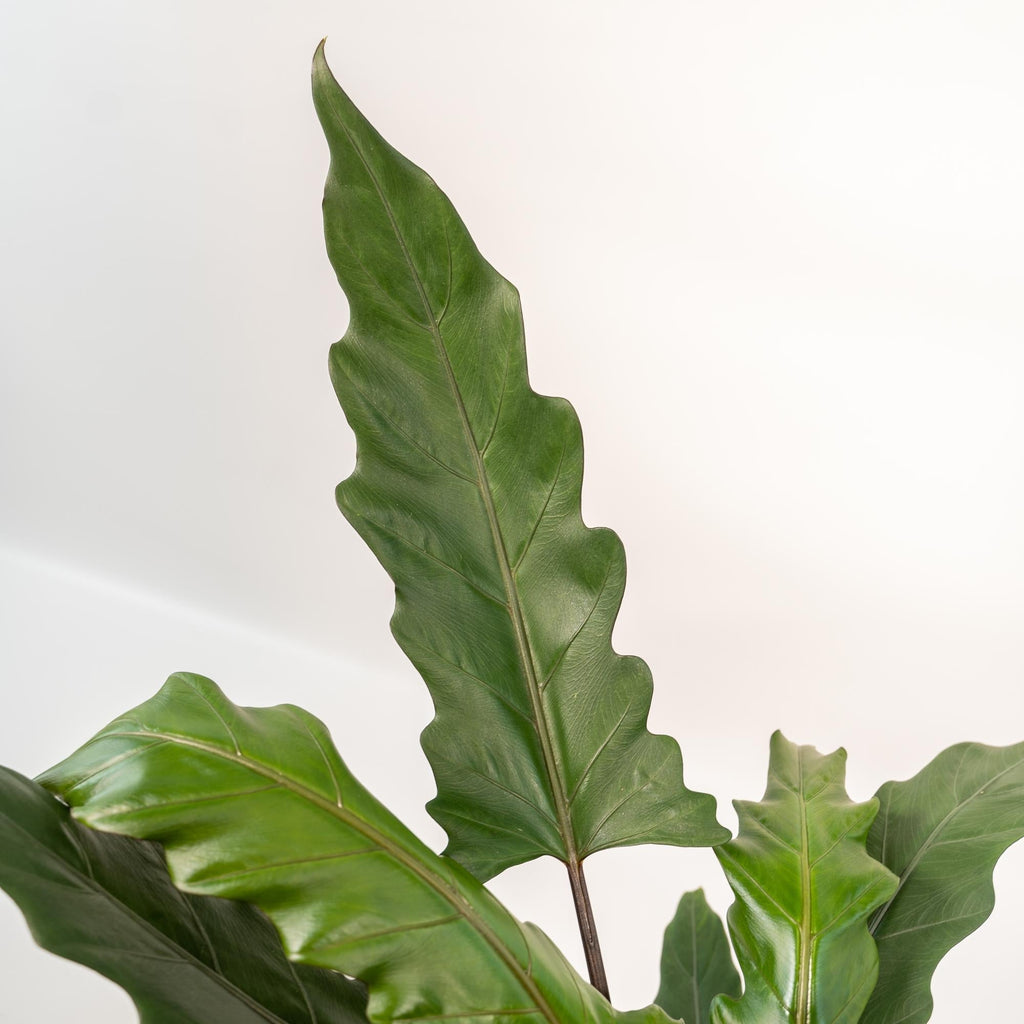 Alocasia Lauterbachiana – Pfeilblatt – Zimmerpflanze – Ø19cm – ↕80cm – inkl. Naturkorb – Elefantenohr – Luftreinigend – Pflegeleicht
