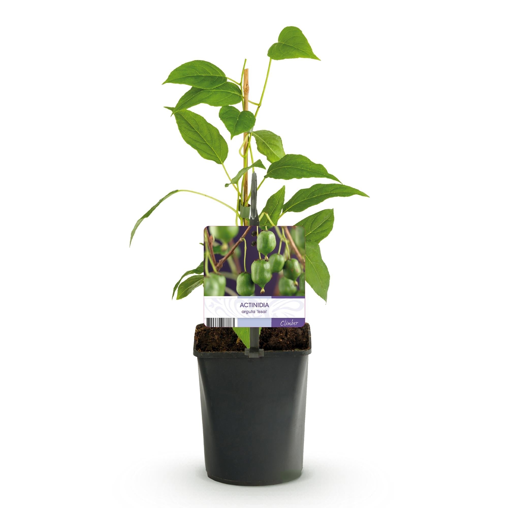 Kiwi Actinidia arguta Issai – 2 Pflanzen 11cm – ca. 40cm hoch – Winterharte Kiwibeere Obstpflanze mit süßen grünen Früchten – Pflegeleicht & kompakt für Garten & Terrasse – Plant