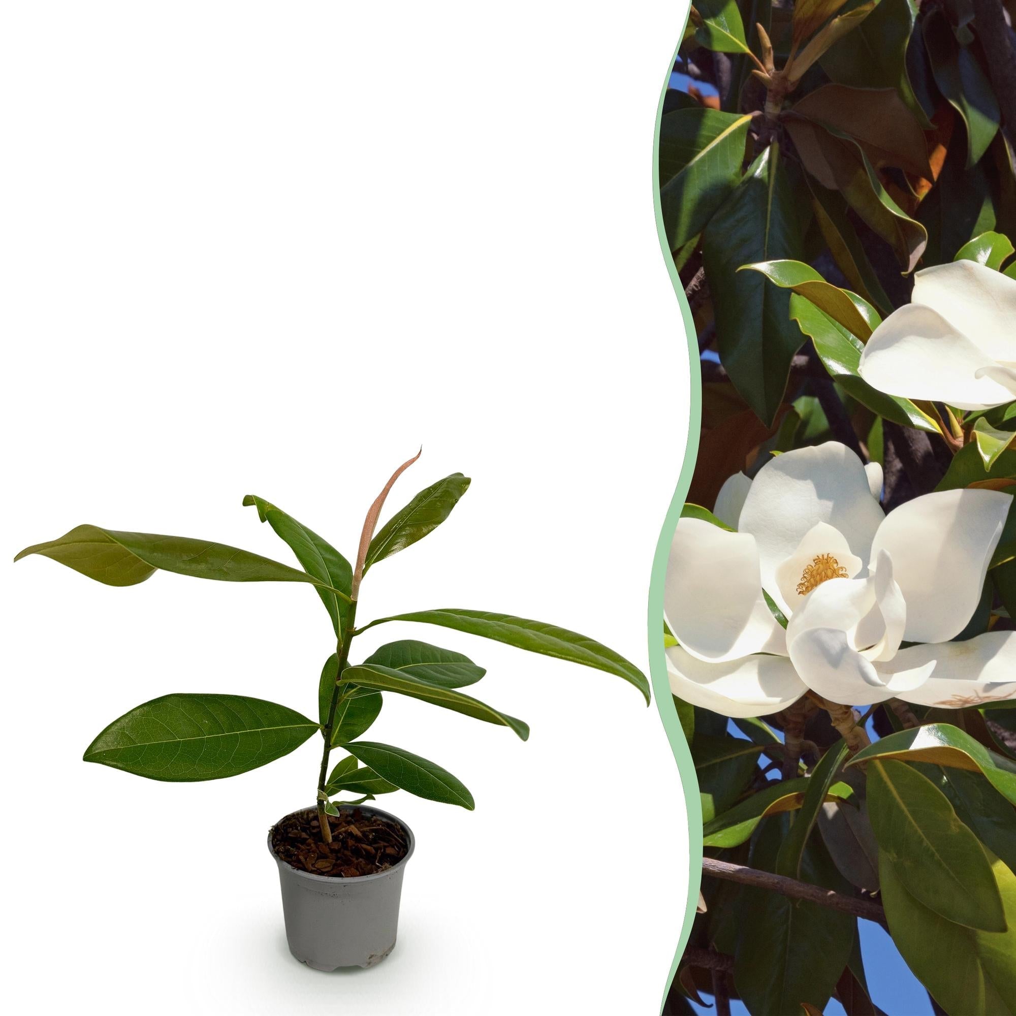 Magnolia grandiflora – 12cm – Höhe ca. 30cm – Immergrüne Großblütige Magnolie mit duftenden weißen Sommerblüten – Plant