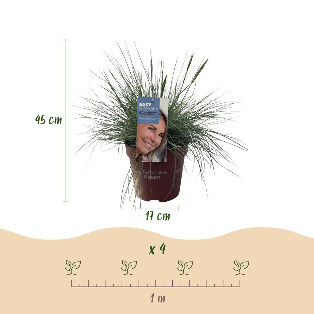Ziergras Blauschwingel Festuca glauca Intense Blue – Immergrün & winterhart – Höhe ca. 50cm – 17cm – Trockenheitsresistent für Beet & Kübel – Plant