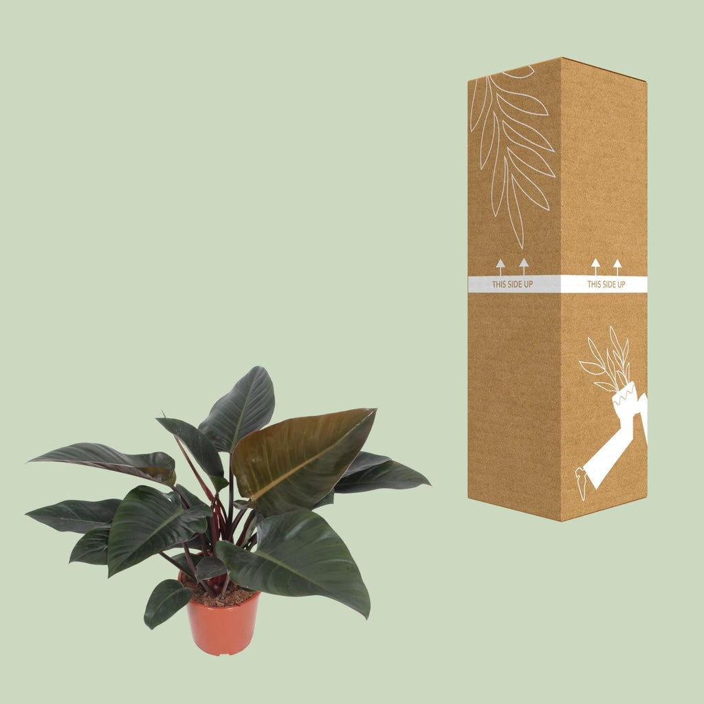 Baumfreund – Philodendron Congo Red – Zimmerpflanze – Ø27cm – ↕80cm – Herzförmige Blätter – Luftreinigend – Pflegeleicht