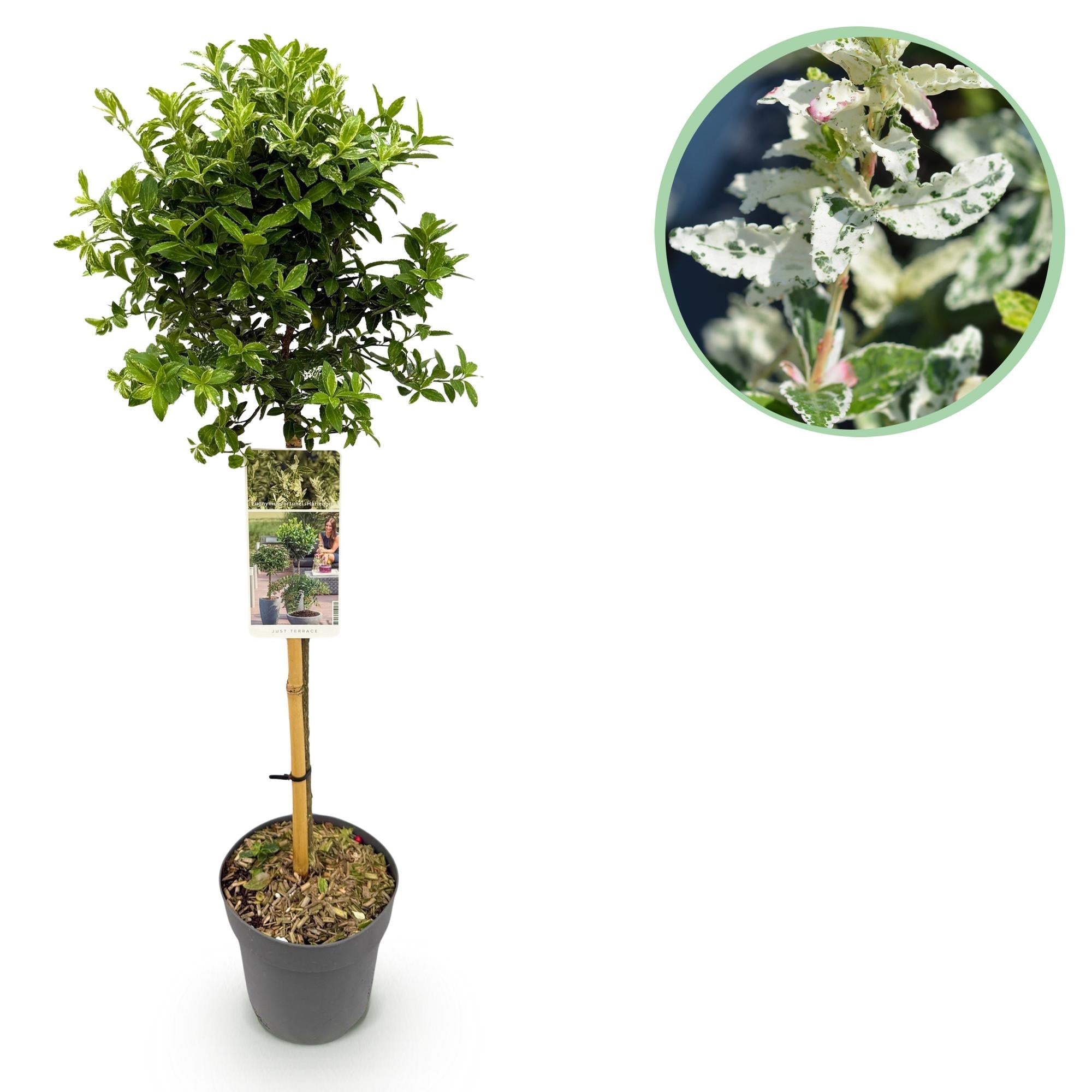 Euonymus fortunei ‘Harlequin’ – Immergrüne Stamm – Pflanze – Terrassen – & Gartenpflanze – pflegeleicht & kompakt – Topf Ø19cm – Höhe ca. 90cm – Plant