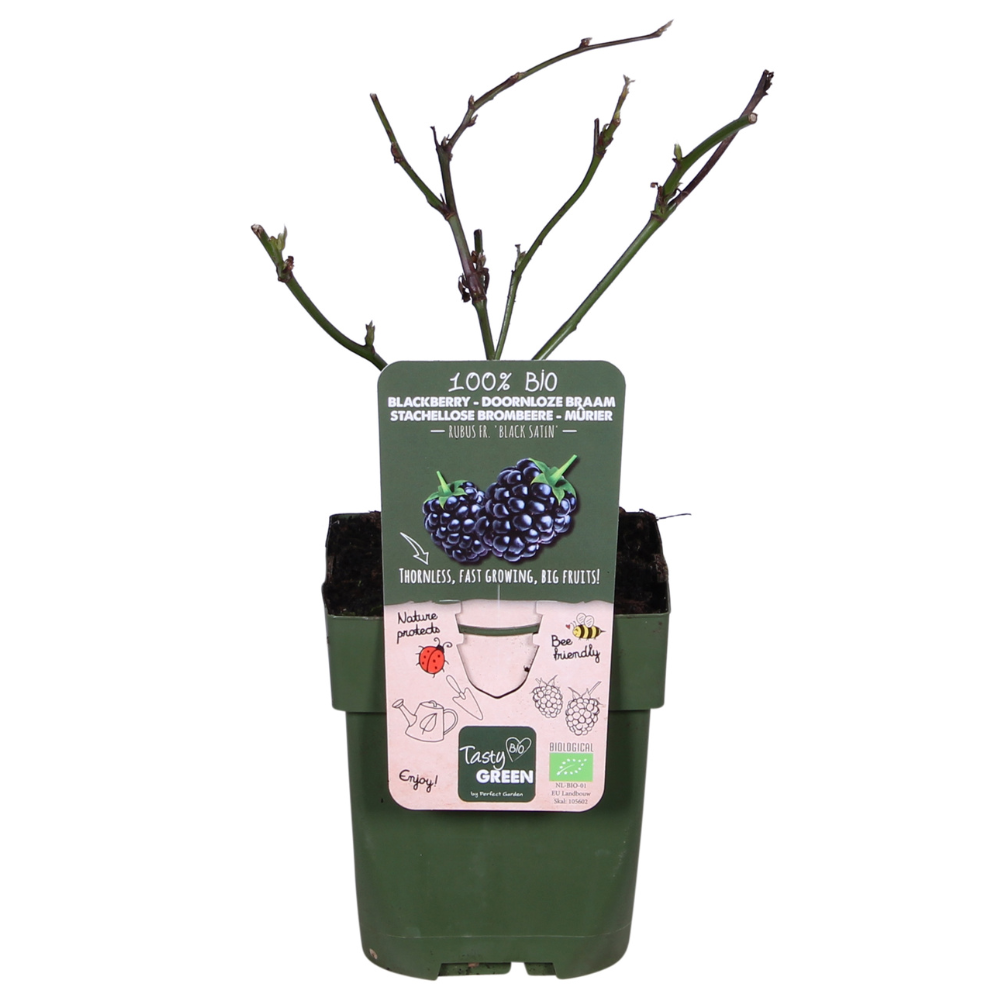 Brombeere - Rubus fruticosus Black Satin - Dornenlose Brombeerpflanze - Ø13cm - Höhe ca. 45cm - Winterharte Obstpflanze für Garten und Terrasse – Plant