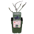 Brombeere - Rubus fruticosus Black Satin - Dornenlose Brombeerpflanze - Ø13cm - Höhe ca. 45cm - Winterharte Obstpflanze für Garten und Terrasse – Plant
