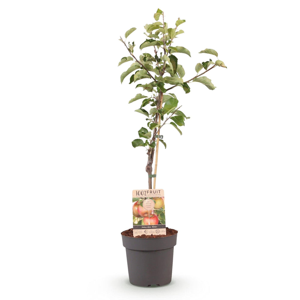 Apfelbaum – Malus domestica 'Elstar' – Rote & grüne Äpfel – Obstbaum für Garten & Balkon – Pflegeleicht – Topf Ø21cm – Höhe ca. 90cm – Plant