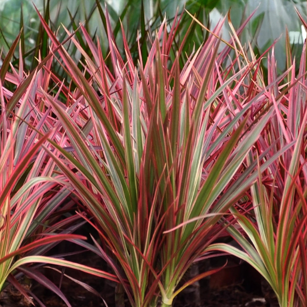 Dracaena Magenta – Drachenbaum – 21cm – Höhe 90-100cm – Pflegeleichte rot – grüne Zimmerpflanze mit dekorativen Stämmen für Wohnzimmer und Büro – Plant