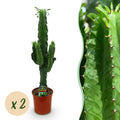 Wolfsmilchkaktus Euphorbia eritrea – Afrikanischer Milchbaum – 2 Zimmerpflanzen – 70cm 19cm – Pflegeleichter Wolfsmilchkaktus – bläulicher Optik