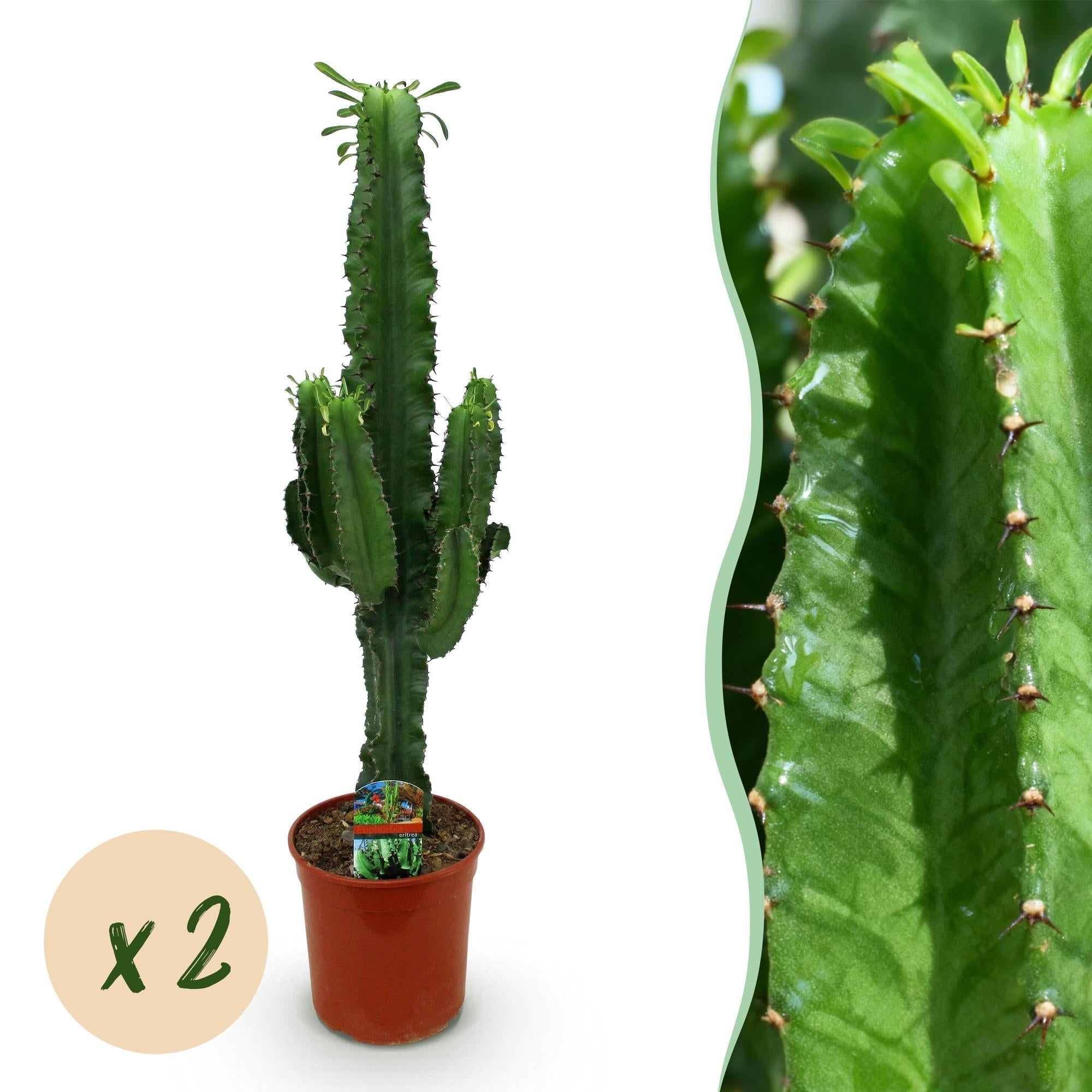 Wolfsmilchkaktus Euphorbia eritrea – Afrikanischer Milchbaum – 2 Zimmerpflanzen – 70cm 19cm – Pflegeleichter Wolfsmilchkaktus – bläulicher Optik