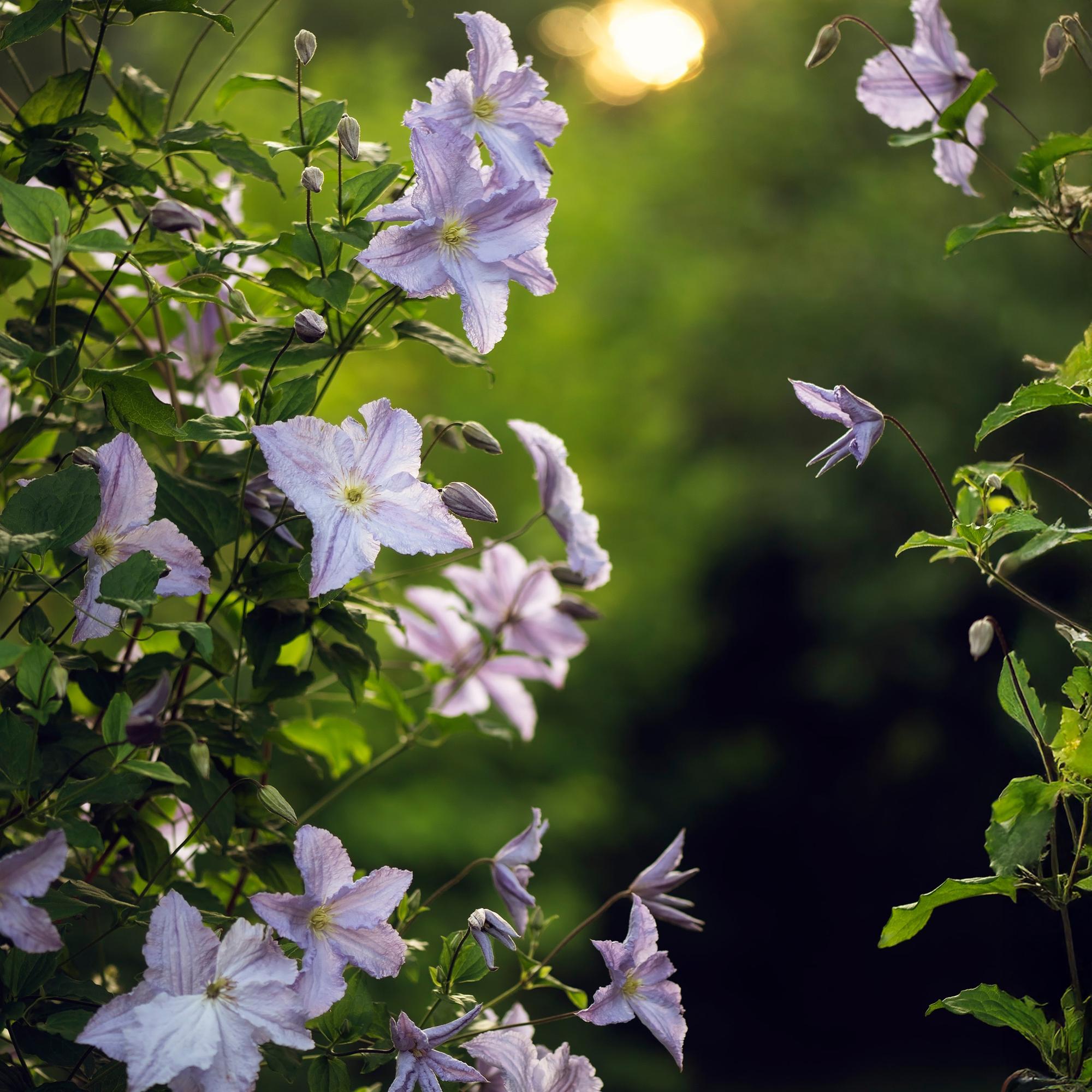 Clematis 'Blue Angel' – 2er Set – Kletterpflanze mit hellblauen Blüten – Ø11cm – Höhe ca. 40cm – Pflegeleicht – Blüht Frühling bis Sommer – Plant