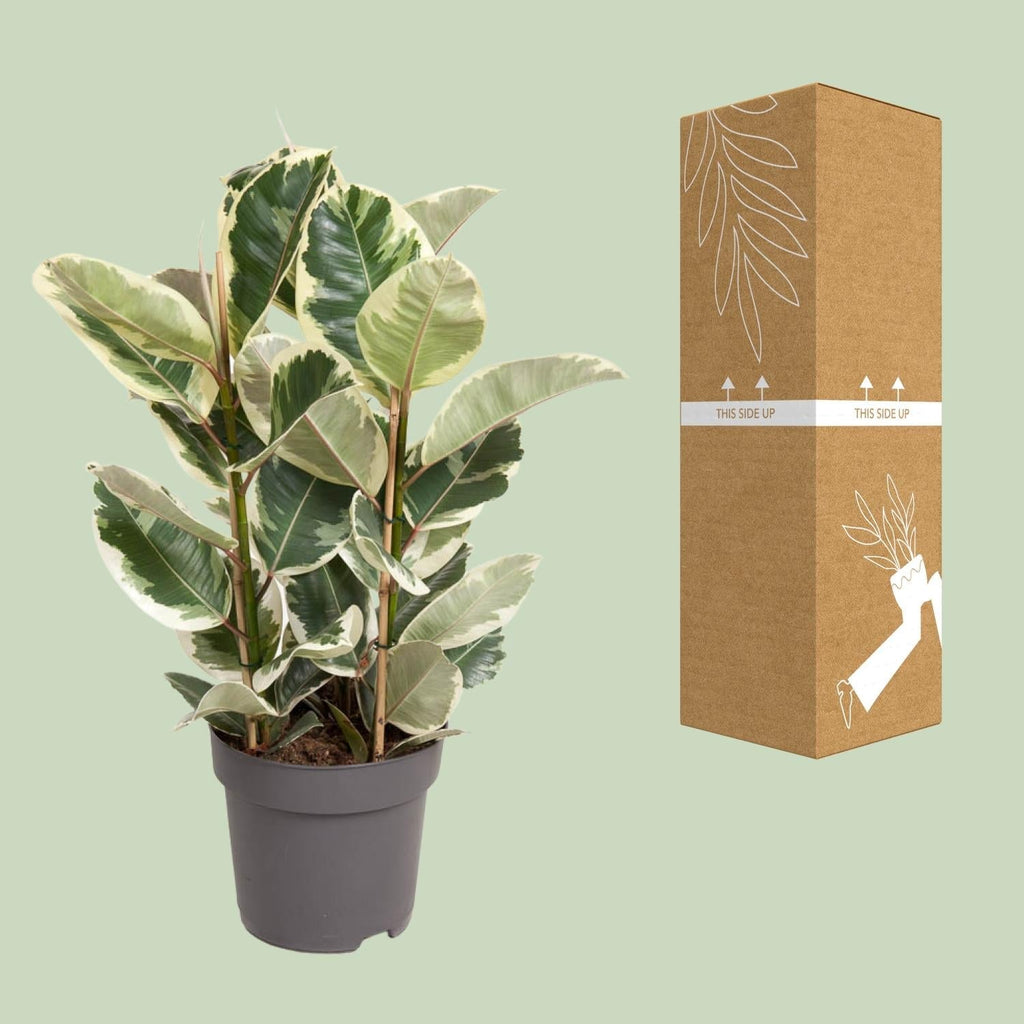 Ficus Elastica Tineke – 100cm hoch – Ø27cm – Bunte Gummibaum – Zimmerpflanze – Luftreinigend & pflegeleicht – Tropische Deko für Wohn – und Büroräume – Plant