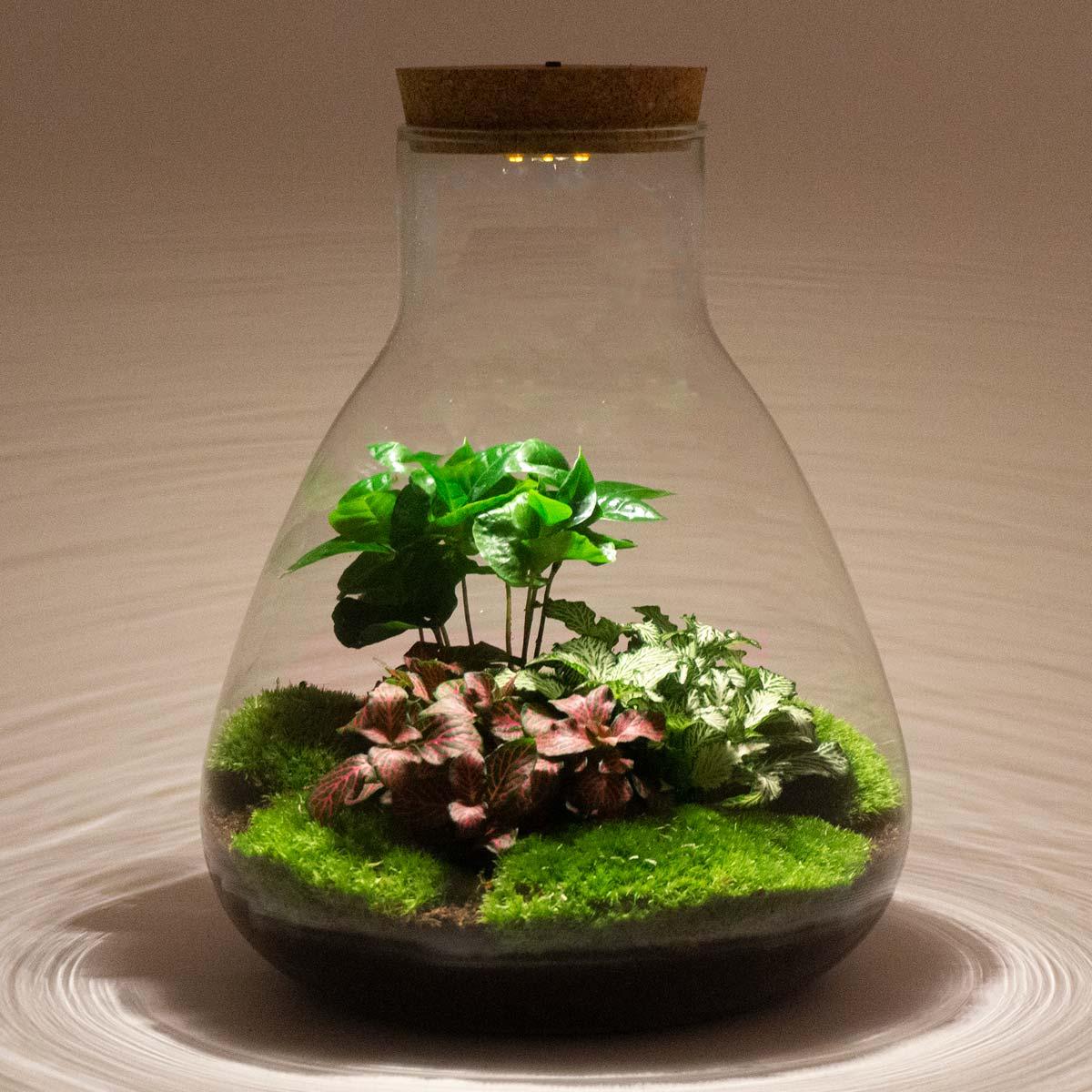Flaschengarten Sam Calathea mit LED – DIY Bausatz Terrarium – ↕30cm – Do It Yourself Pflanzen – Set – Autarkes Mini – Ökosystem – Plant