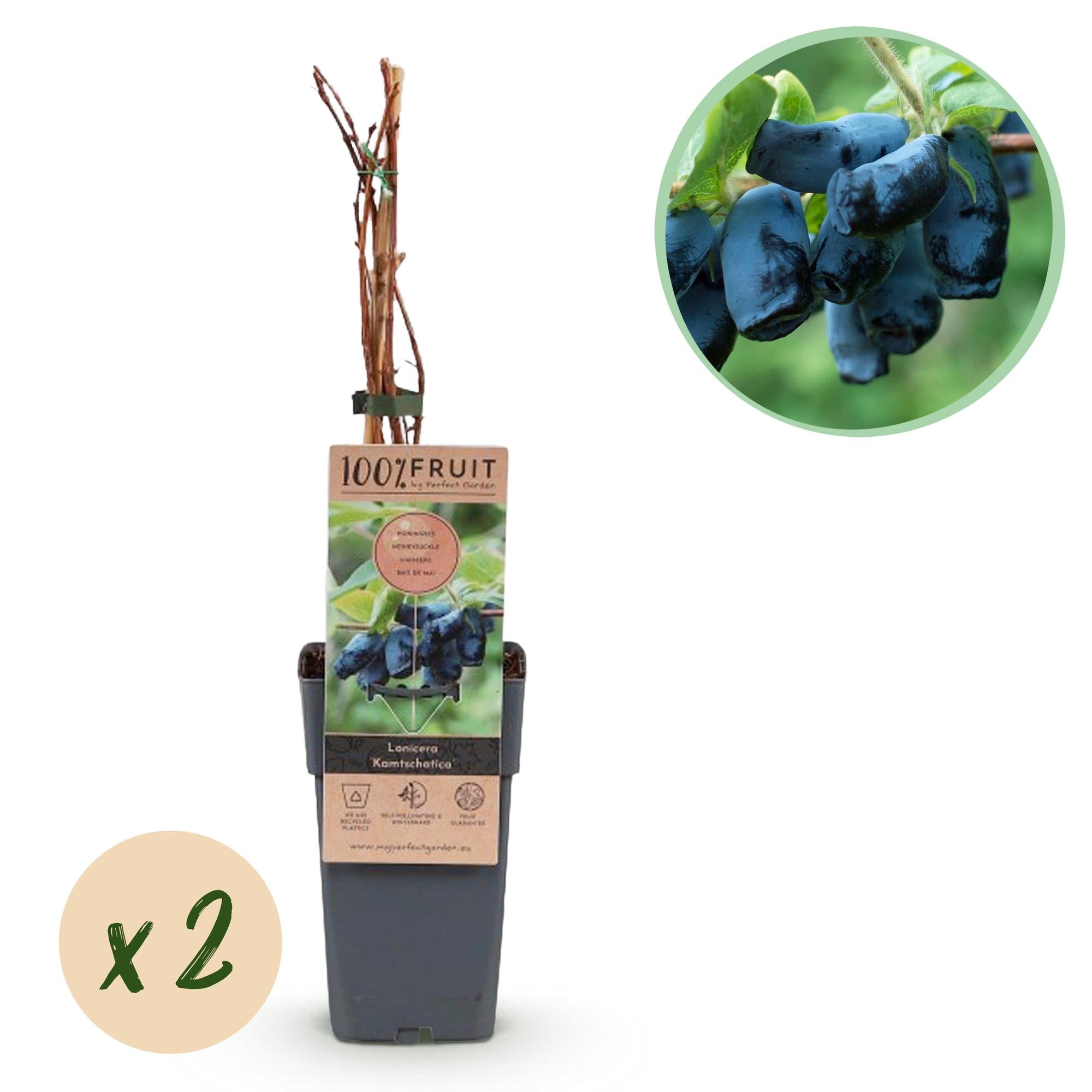 Lonicera caerulea Kamchatika – 2 Pflanzen 15cm – ca. 50cm hoch – Honigbeere / Blaue Geißblatt – Beere – Obstpflanze mit essbaren Früchten – Plant