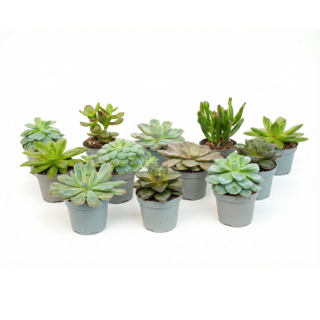 12er – Set Sukkulenten Mix – 12 verschiedene Mini – Sukkulenten im 6cm Topf – 8-12cm hoch – ideal für offene Terrarien & Geschenk