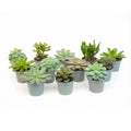 12er – Set Sukkulenten Mix – 12 verschiedene Mini – Sukkulenten im 6cm Topf – 8-12cm hoch – ideal für offene Terrarien & Geschenk