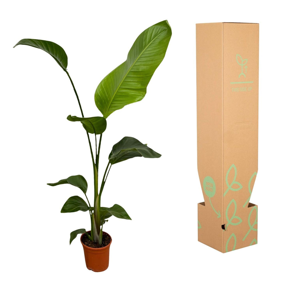 Weißer Paradiesvogel – Strelitzia Nicolai – Zimmerpflanze – Ø17cm – ca. 100cm hoch – Exotisches Grün für Innenräume – 2 Pflanzen – Plant