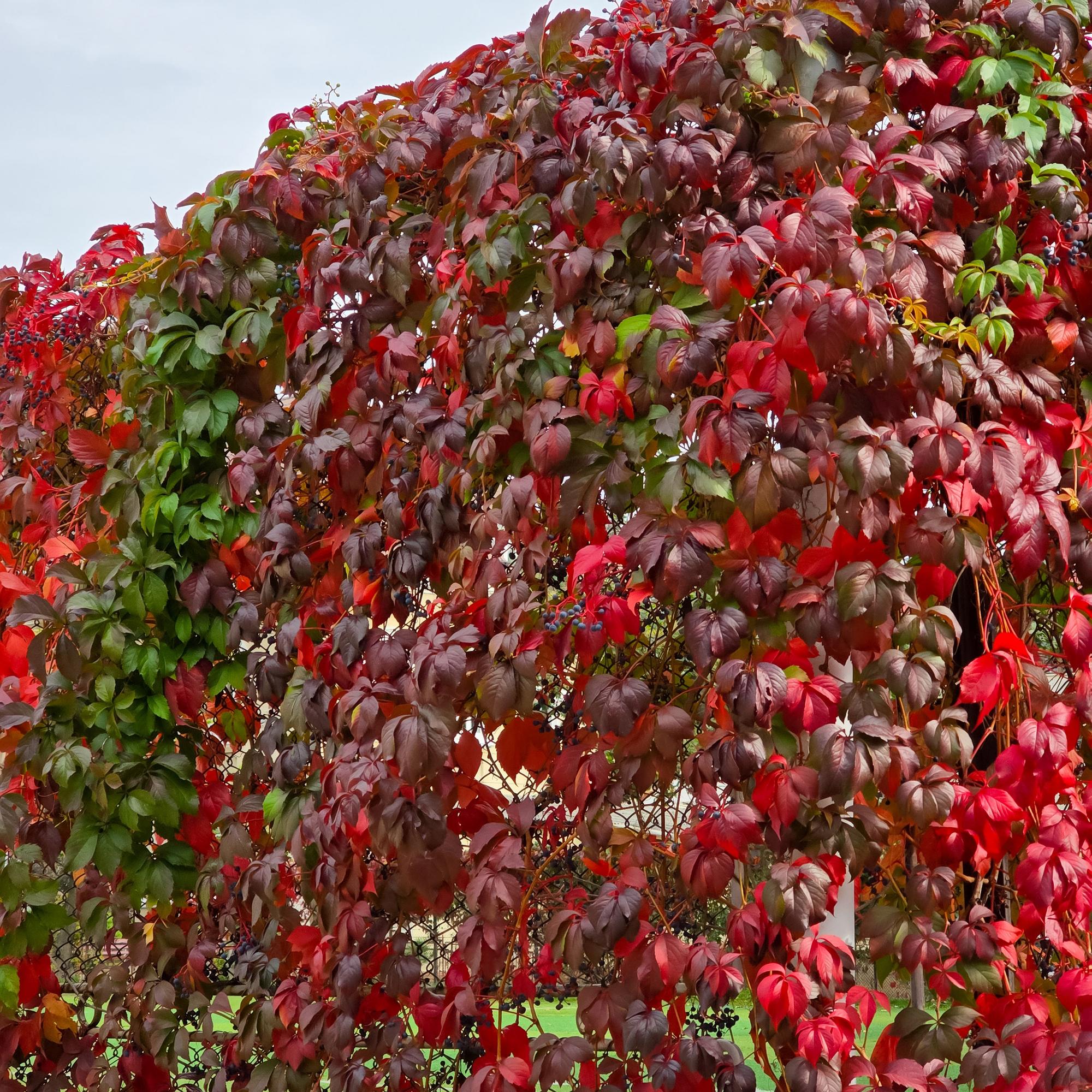 Selbstklimmender Mauerwein Parthenocissus Engelmannii – Kletterpflanze mit grünen & roten Blättern – 2 Pflanzen – 11cm x H40cm – Pflegeleicht – Plant