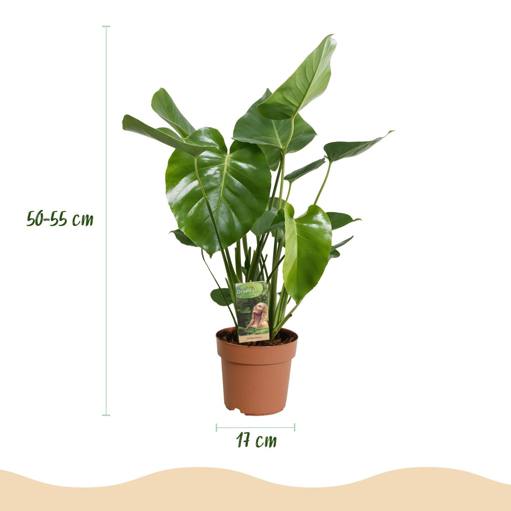 Monstera Deliciosa Fensterblatt Zimmerpflanze – 2 Pflanzen 17cm – Höhe ca.50-55cm