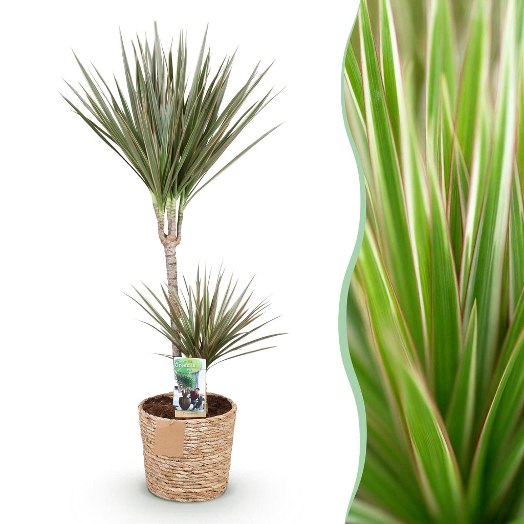 Dracaena Marginata Bicolor – 90-100cm – 21cm inkl. Naturkorb – Pflegeleichter Drachenbaum – Grün – Braunes zweifarbiges Blattwerk – & Arbeitsräume – Plant