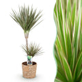 Dracaena Marginata Bicolor – 90-100cm – 21cm inkl. Naturkorb – Pflegeleichter Drachenbaum – Grün – Braunes zweifarbiges Blattwerk – & Arbeitsräume – Plant