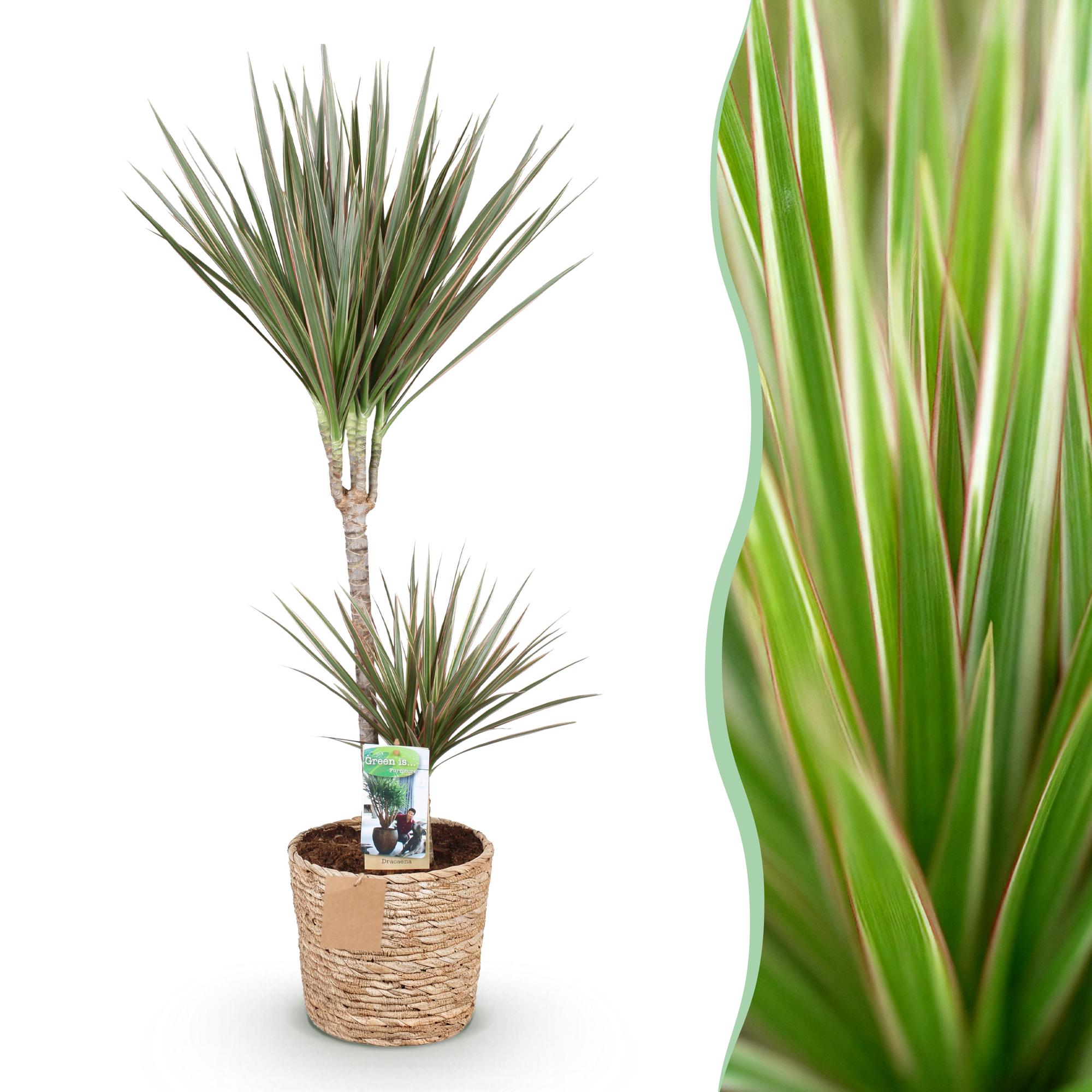 Dracaena Marginata Bicolor – 90-100cm – 21cm inkl. Naturkorb – Pflegeleichter Drachenbaum – Grün – Braunes zweifarbiges Blattwerk – & Arbeitsräume – Plant