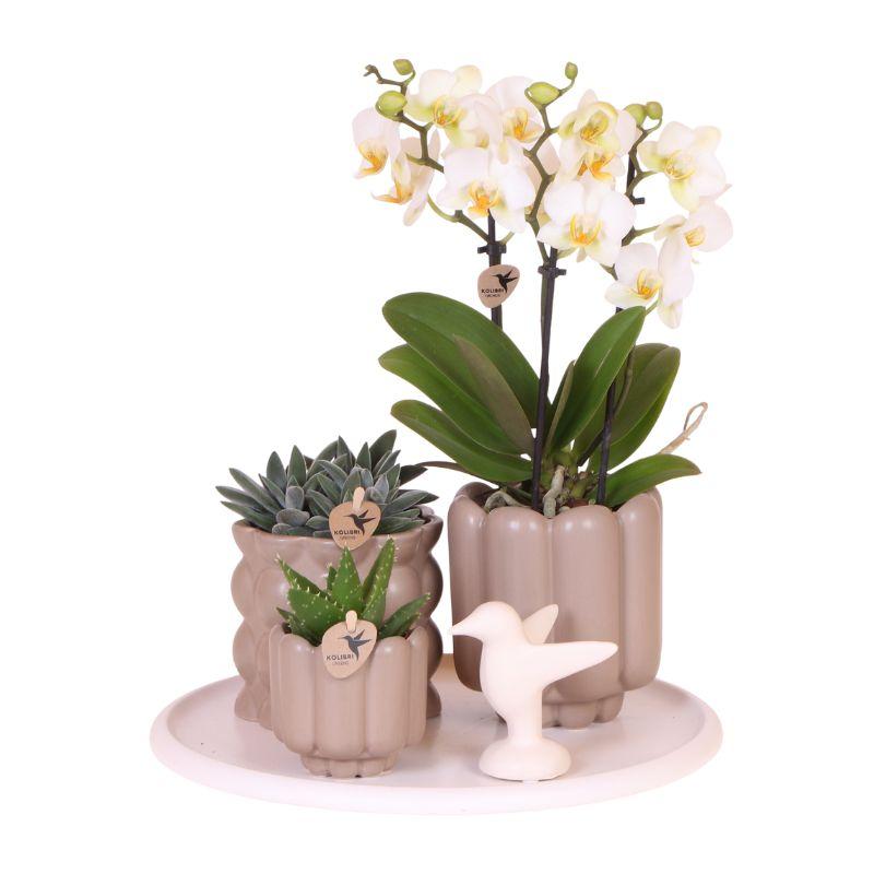 Geschenkset Slow Living – Weiße Phalaenopsis Orchidee mit 2-3 Trieben & 2 Grünpflanzen – Beige Keramiktöpfe auf weißem Tablett – Plant