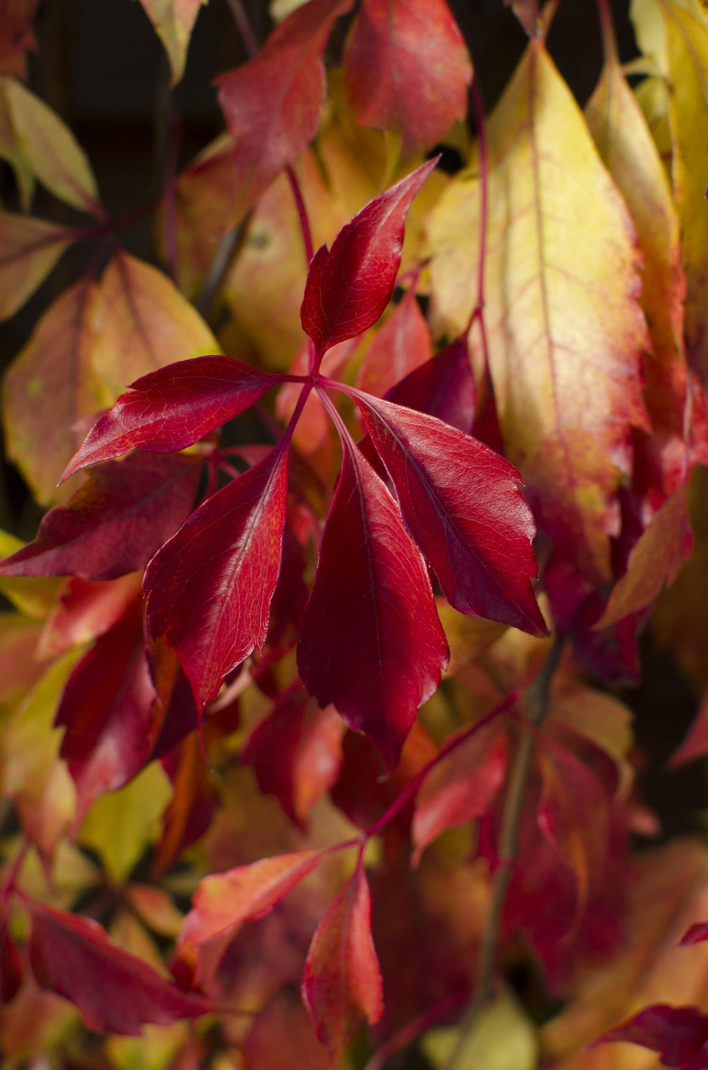 Jungfernrebe – Parthenocissus henryana – Ø15cm – ↕65cm – Farbintensive Kletterpflanze mit roter Herbstfärbung – Plant