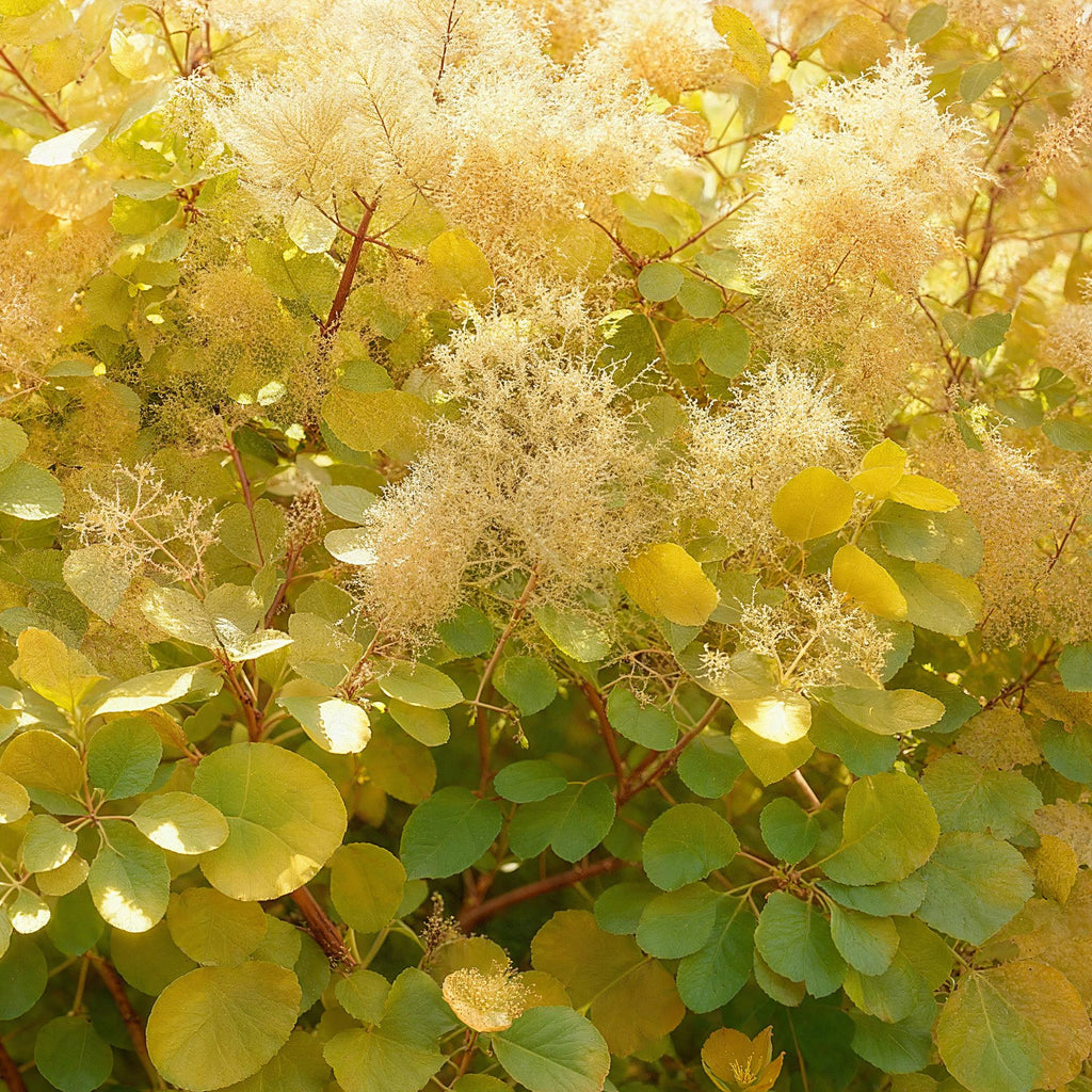 Cotinus coggygria Golden Spirit – Gelbes Laub – 12cm – Höhe ca. 35cm – Laubfallender Perückenstrauch mit gelbem Sommerlaub & orange – Pflegeleicht – Plant
