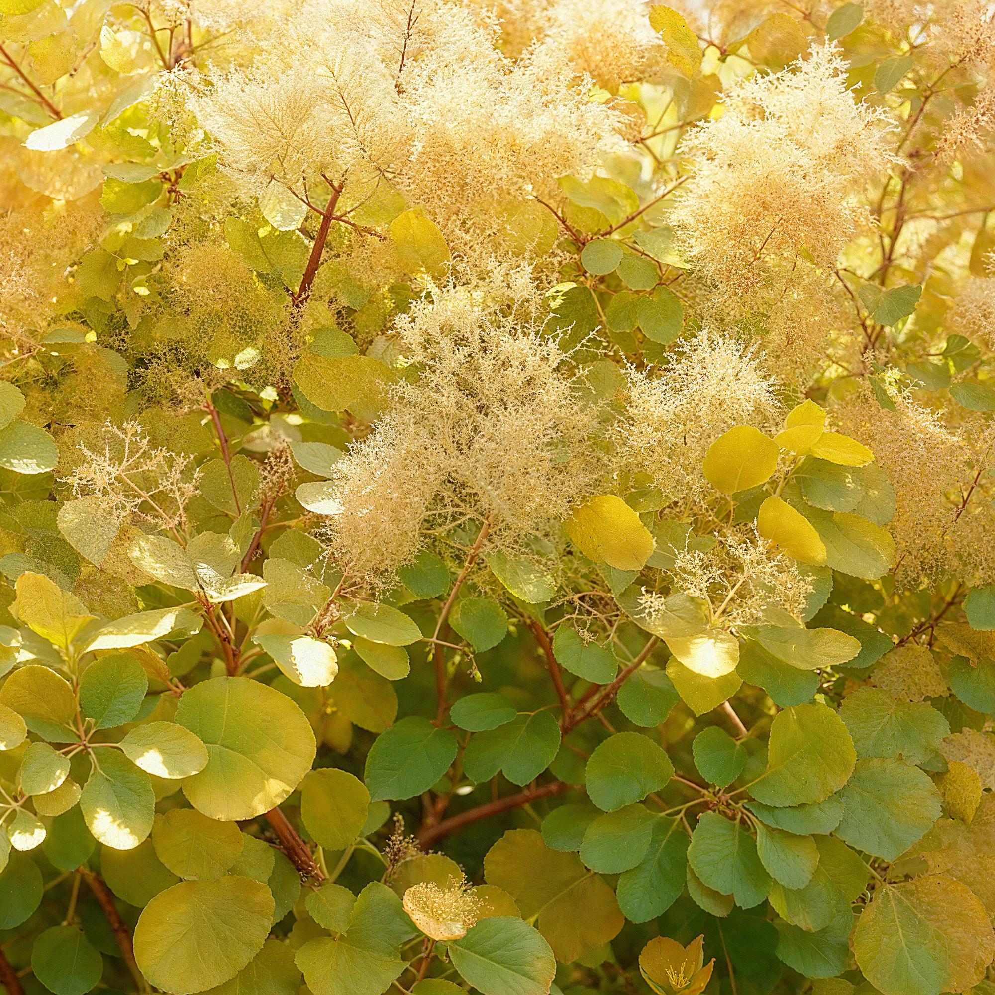 Cotinus coggygria Golden Spirit – Gelbes Laub – 12cm – Höhe ca. 35cm – Laubfallender Perückenstrauch mit gelbem Sommerlaub & orange – Pflegeleicht – Plant