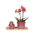 Geschenkset Aura – Rosa Phalaenopsis Orchidee Congo & Grünpflanze – Dekoset mit 2 Aura Ziertöpfen & Bambustablett – Stilvolle Pflanzen