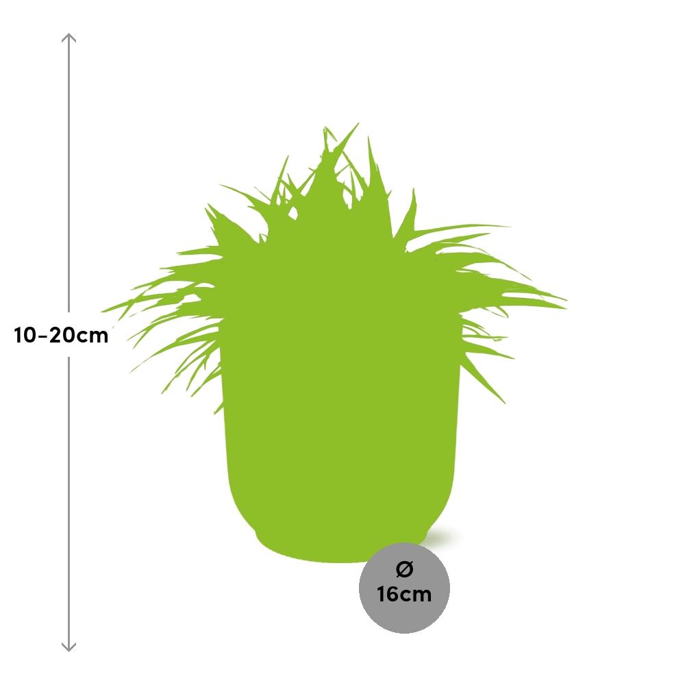 Grünlilie – Chlorophytum Ocean – ca. 15cm Höhe – Zimmerpflanze mit weißen Blattstreifen – luftreinigend & pflegeleicht – Topfgröße Ø16cm – Plant