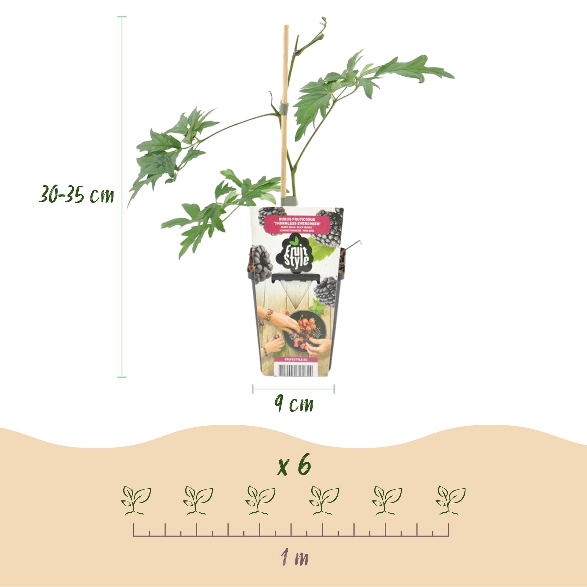 Immergrüne Brombeere Rubus Thornless Evergreen winterhart 6 Pflanzen Höhe 30cm Ø9cm – Dornenlose schwarze Brombeere für Garten Beet Balkon & Terrasse