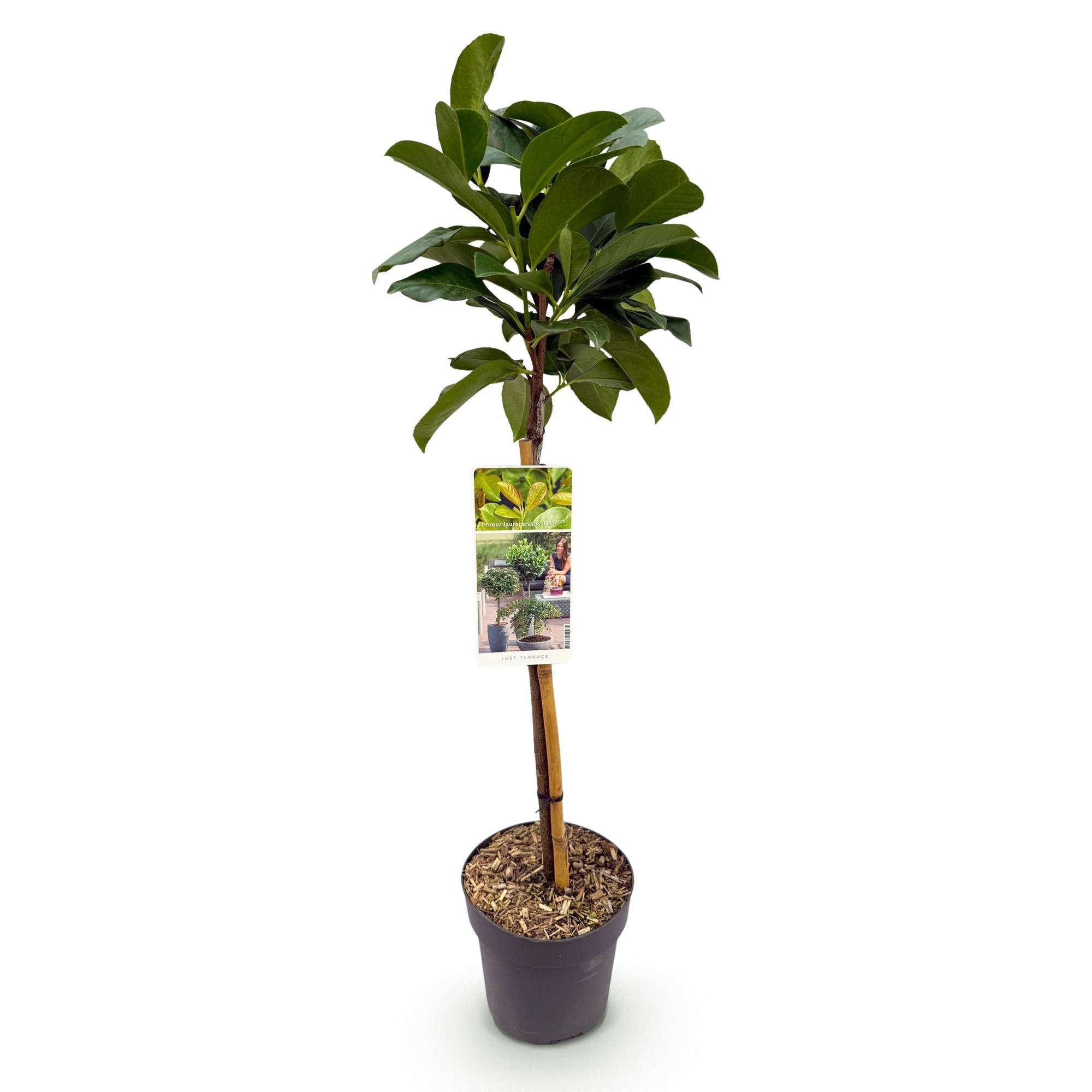 Kirschlorbeer – Prunus laurocerasus Etna – Stamm – Pflanze – Immergrün – Höhe ca. 90cm – Topf Ø19cm – Pflegeleicht – Für Terrasse, Balkon & Garten – Plant