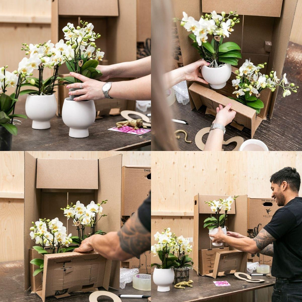 Orangenfarbenes Pflanzenset im Baumwollkorb – 3 Orchideen Bozen & 3 Grünpflanzen Rhipsalis – Ø9cm – Mit autarkem Wassertank & Dochtsystem – Plant
