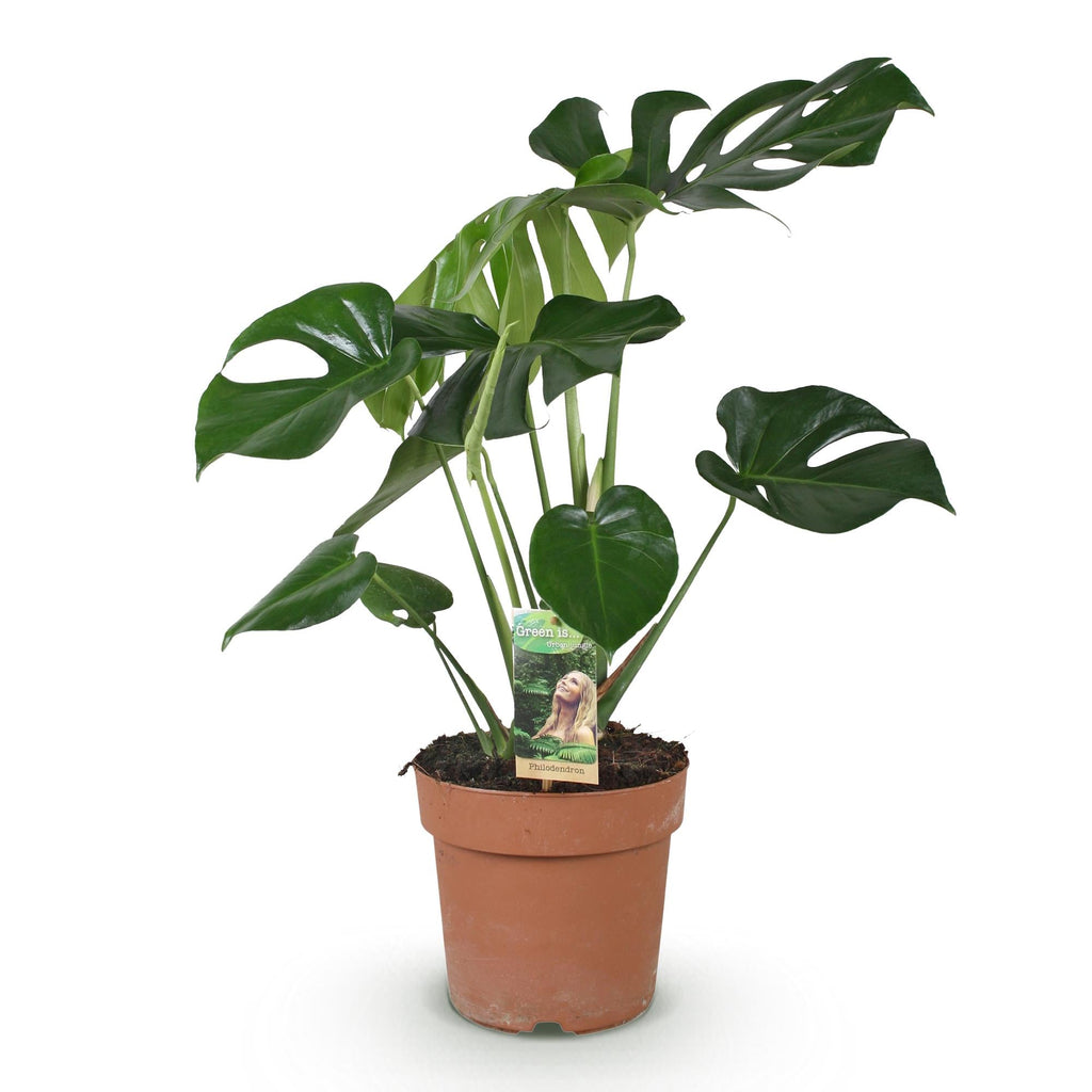 Monstera Deliciosa Fensterblatt – Grün – 21cm – Höhe 70-80cm – Pflegeleichte tropische Zimmerpflanze für Wohnräume – Dekoratives großes Blattwerk – Plant