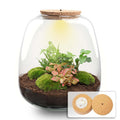 Flaschengarten Emma – Bausatz mit LED – Korkdeckel – Ø23cm ↕25cm – DIY Pflanzenterrarium mit Efeu, Farn & Fittonia Ruby Lime – Ökosystem aus Glas – Plant