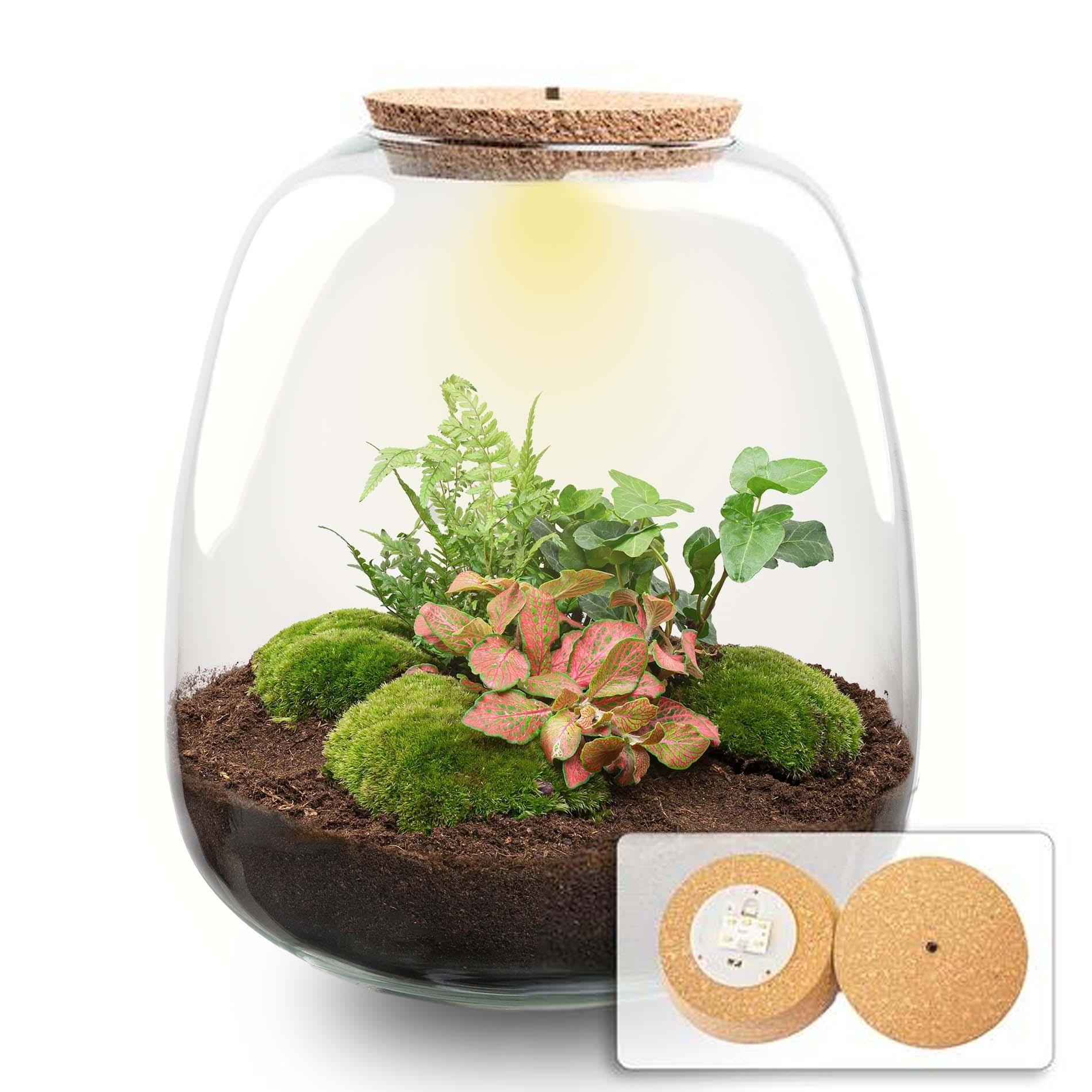 Flaschengarten Emma – Bausatz mit LED – Korkdeckel – Ø23cm ↕25cm – DIY Pflanzenterrarium mit Efeu, Farn & Fittonia Ruby Lime – Ökosystem aus Glas – Plant