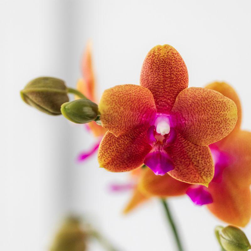 Duftende Phalaenopsis – Orchidee Fragrance – Orange – Ø9cm – Blühende Zimmerpflanze mit Duft – Frisch vom Züchter – Für helle Innenräume – Plant