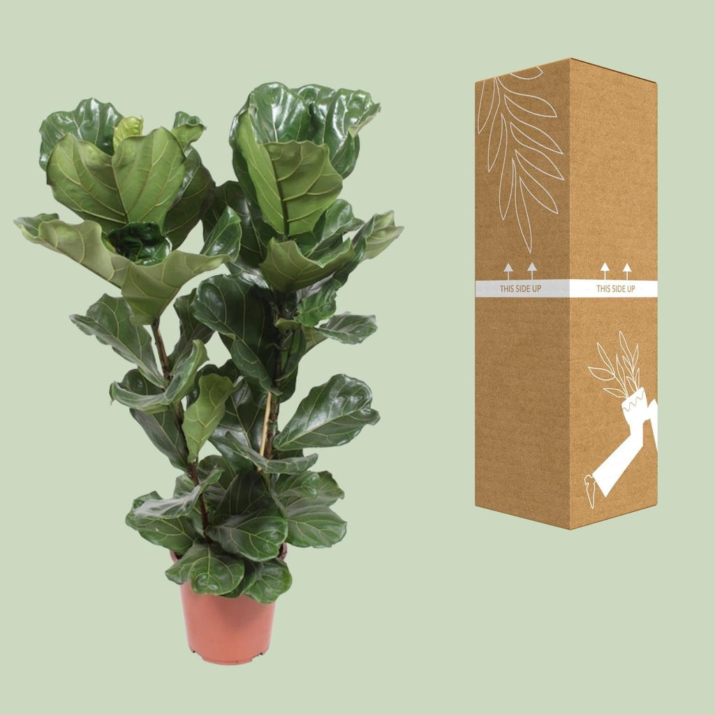 Geigen – Feige – Ficus Lyrata – Zimmerpflanze – Ø27cm – ↕100cm – Elegante Grünpflanze mit großen Blättern – Luftreinigend & pflegeleicht – Plant