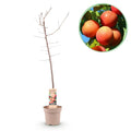 Pflaumenbaum Prunus domestica Victoria – Obstpflanze – Rote Pflaumen – 21cm – Höhe 90cm – Einfache Pflege – Sommerliche Ernte – Plant