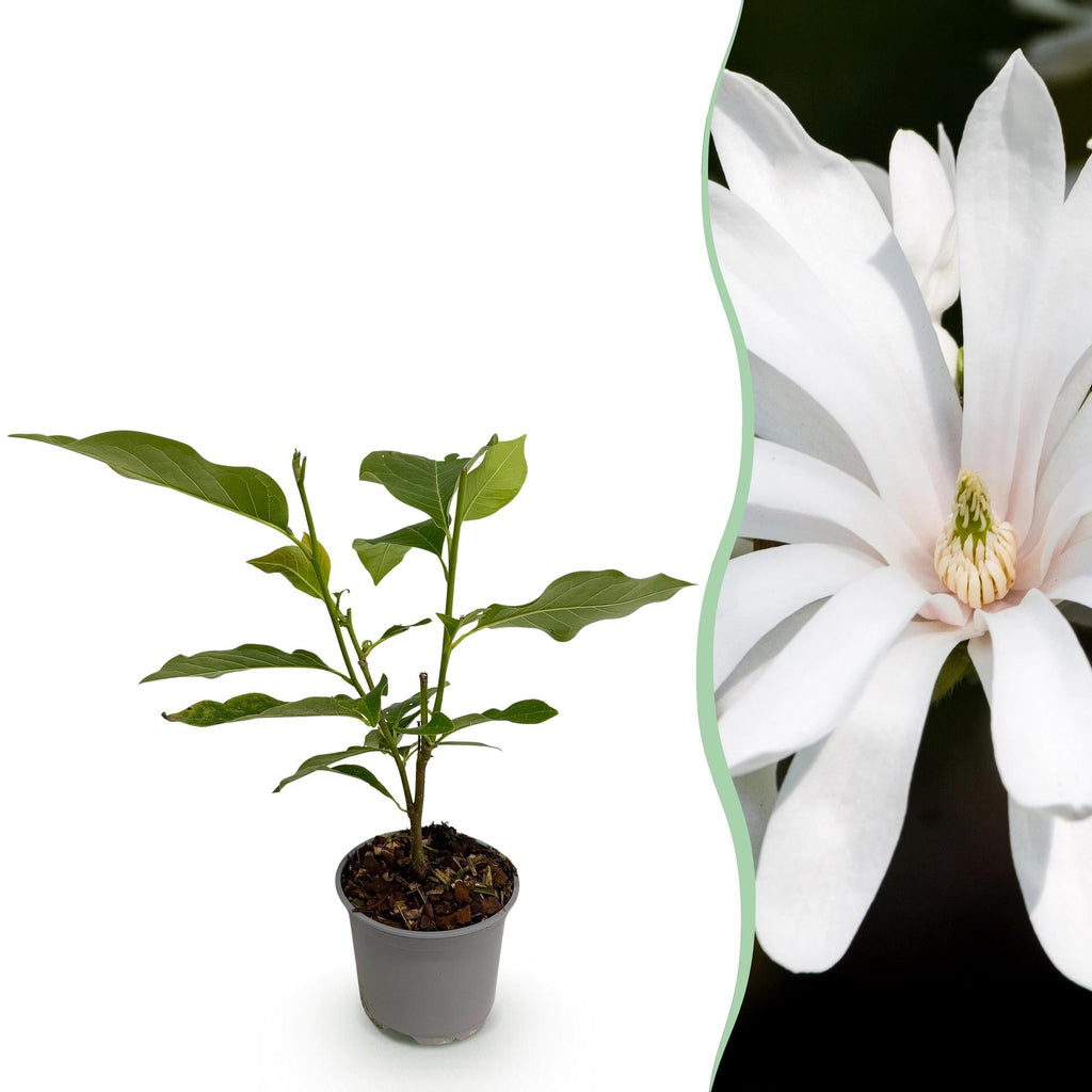 Magnolia stellata Royal Star – 12cm – Höhe ca. 30cm – Laubabwerfende Stern – Magnolie mit weißen Frühlingsblüten – Plant