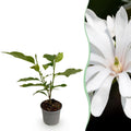 Magnolia stellata Royal Star – 12cm – Höhe ca. 30cm – Laubabwerfende Stern – Magnolie mit weißen Frühlingsblüten – Plant