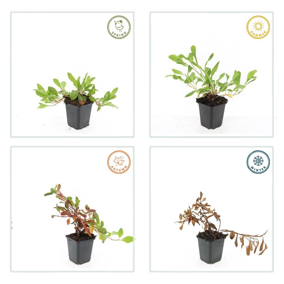Schneckenknöterich Persicaria aff. 'Darjeeling Red' – ↕10-25cm – Ø9cm – Rotes Laub – Sonne & Halbschatten – Pflegeleichte Staude – Plant