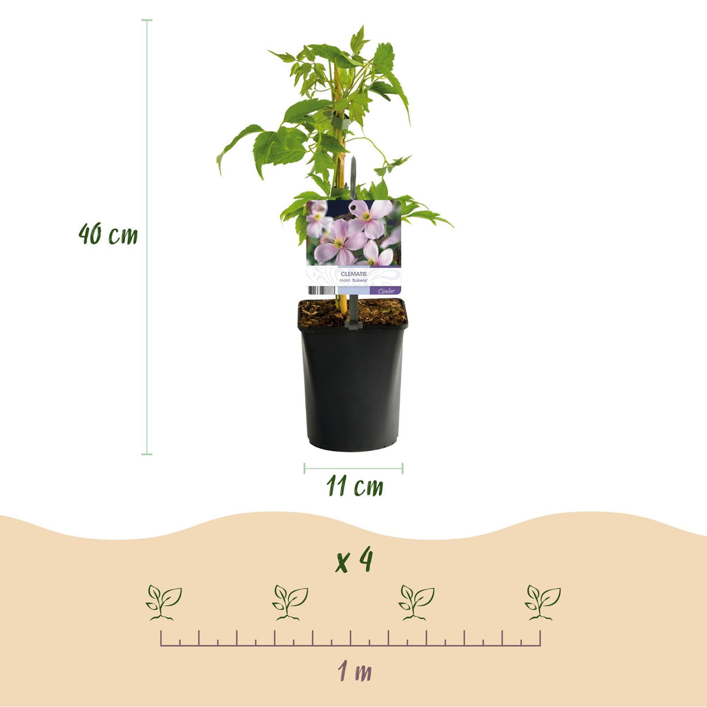 Kletterpflanze Clematis montana Rubens – Hellrosa Blüten – Frühblühend – 2 Pflanzen – 11cm x H40cm – Bis 10m – Pflegeleicht – Plant
