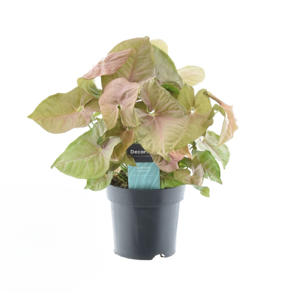 Syngonium Red Heart Feel Green – Ø14cm ↕30cm – Tropische Zimmerpflanze mit herzförmigen rosa Blättern – Syngonium – Deko – Plant