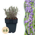 Echter Lavendel Lavandula angustifolia Hidcote – Heckenpflanze – Graues Blatt – 6 Pflanzen – 1 laufender Meter – Immergrün – 17cm Höhe 30cm – Plant